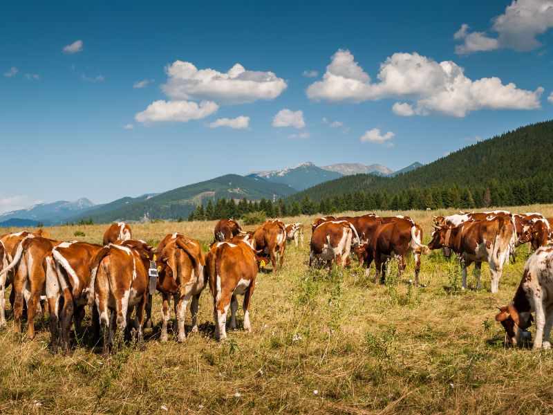 Cattle Farmland For Sale In Uyo