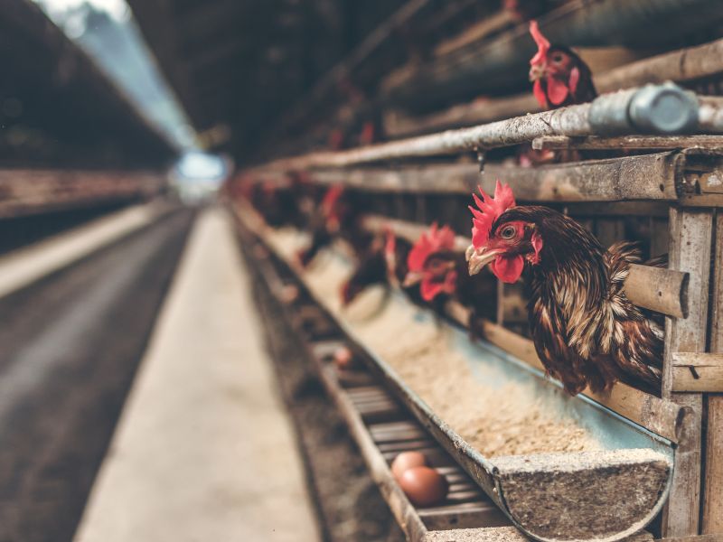 Poultry Farm For Rent In Uyo